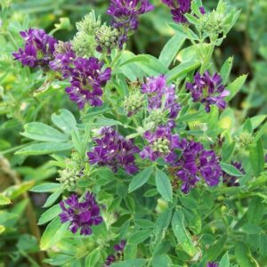 Cỏ Alfalfa (Cỏ linh lăng)