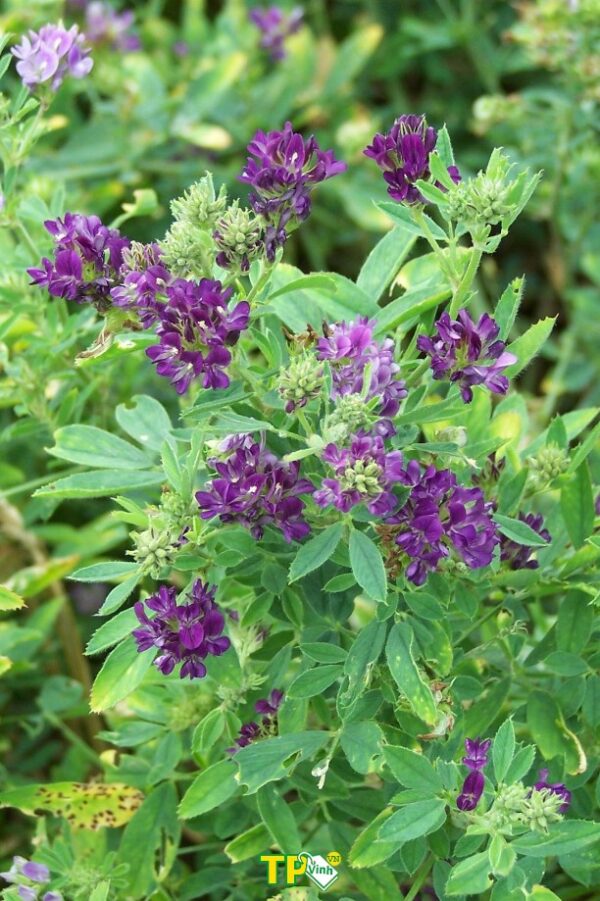 Cỏ Alfalfa (Cỏ linh lăng)