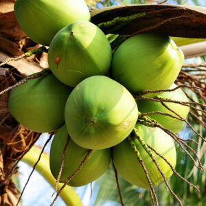 Dừa
