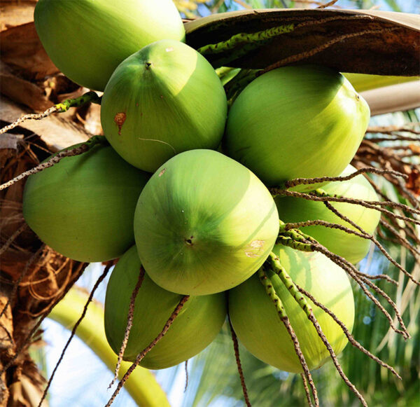 Dừa