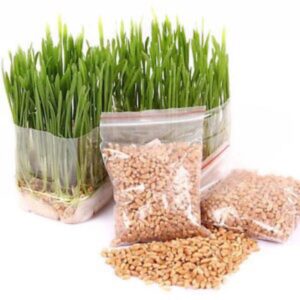 Hạt giống cỏ voi