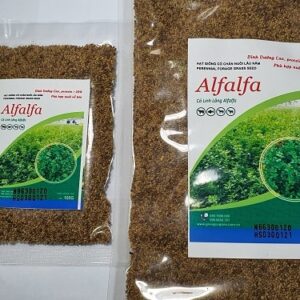 Hạt giống cỏ Alfalfa
