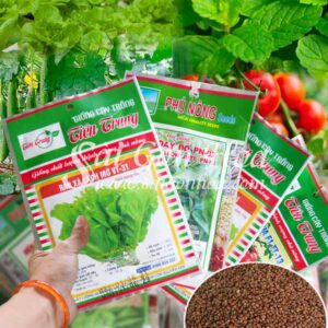 Hạt giống rau (xà lách, cải, cà chua, dưa leo…)