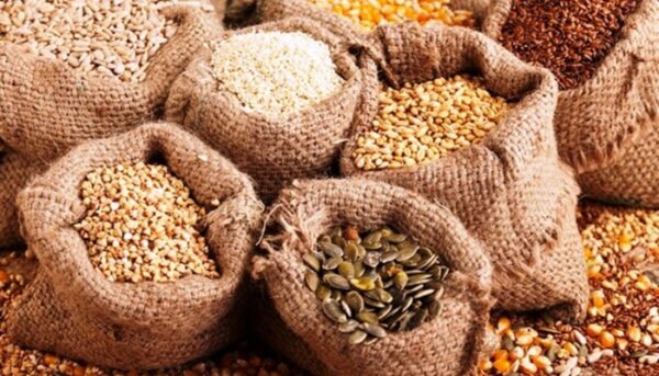 Hạt giống cây ăn trái (xoài, cam, bưởi, mít…)