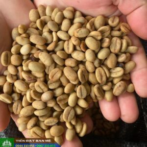 Hạt giống cây (cà phê, tiêu, điều, cao su…)