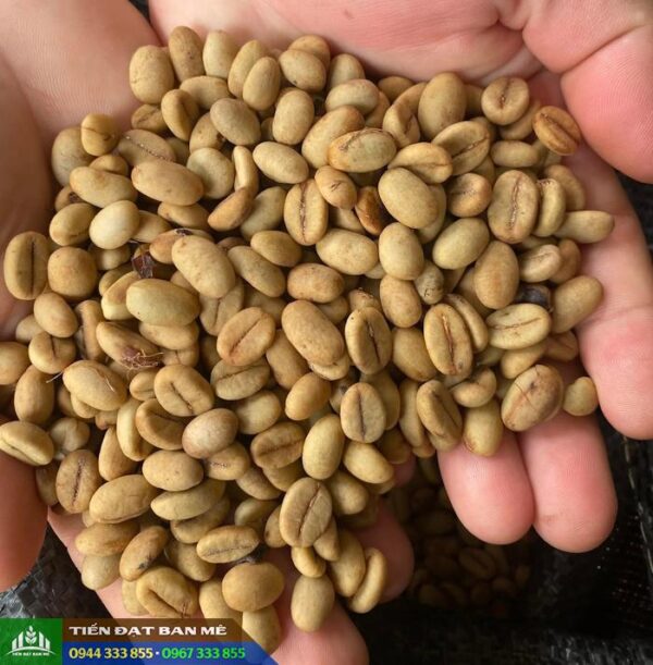 Hạt giống cây (cà phê, tiêu, điều, cao su…)