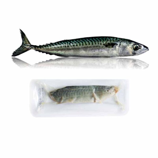 Cá thu (Mackerel)