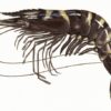 Tôm sú (Prawn)
