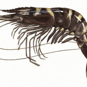 Tôm sú (Prawn)