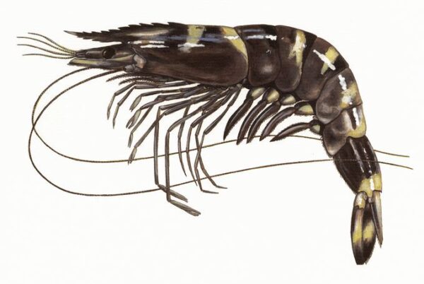 Tôm sú (Prawn)