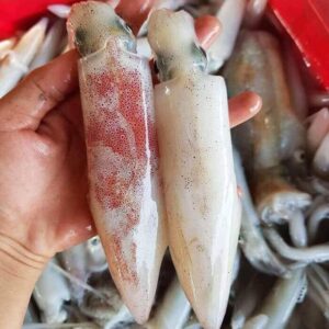 Mực