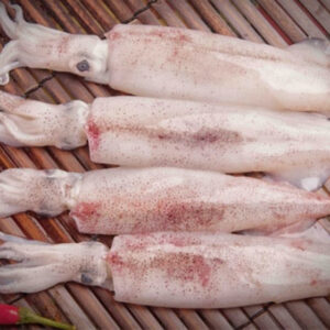 Mực ống (Squid)