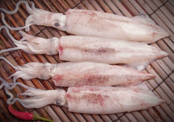 Mực ống (Squid)