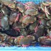 Cua (Crab)
