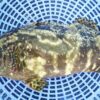 Cá bống mú (Grouper)