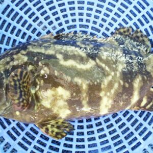 Cá bống mú (Grouper)