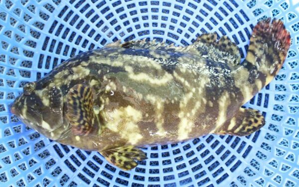 Cá bống mú (Grouper)