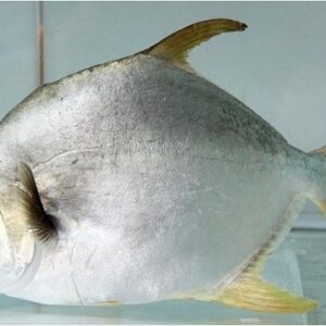 Cá chim (Pomfret)