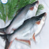 Cá basa (Pangasius)