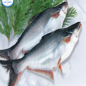 Cá basa (Pangasius)