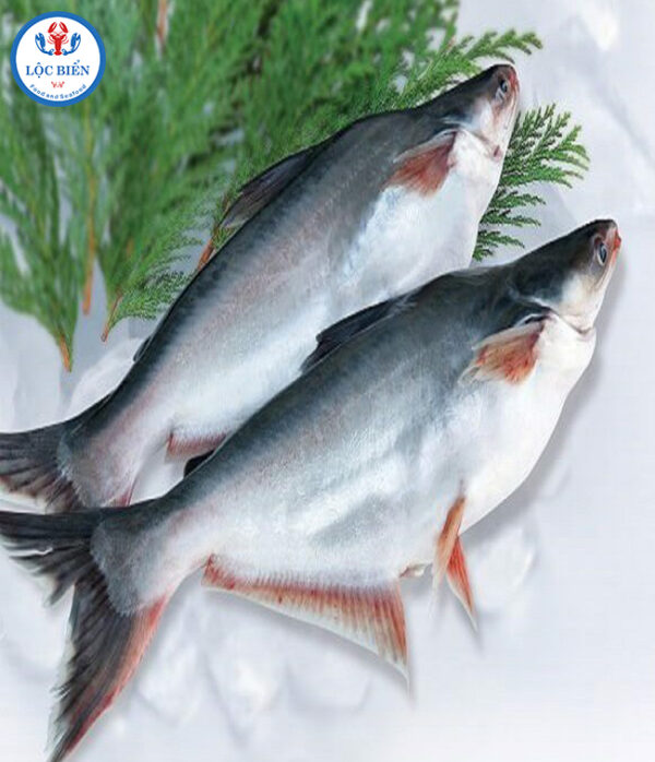 Cá basa (Pangasius)