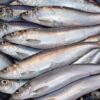 Cá trích (Herring)