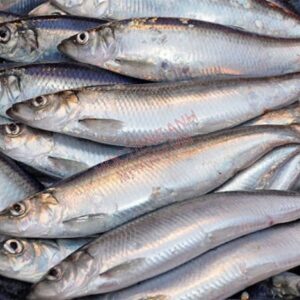 Cá trích (Herring)