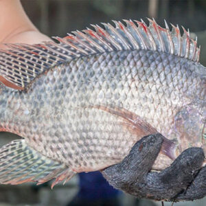 Cá rô phi (Tilapia)