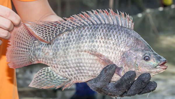 Cá rô phi (Tilapia)