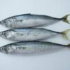 Cá thu đông lạnh (Frozen mackerel)