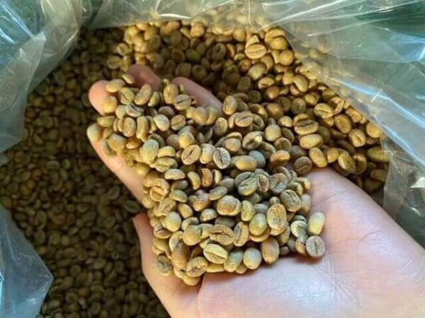 Cà phê nhân Robusta